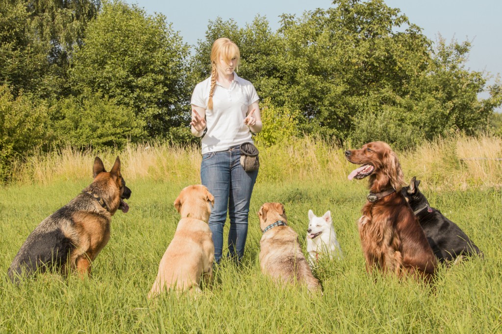 5 Important Tips to Become a Dog Trainer