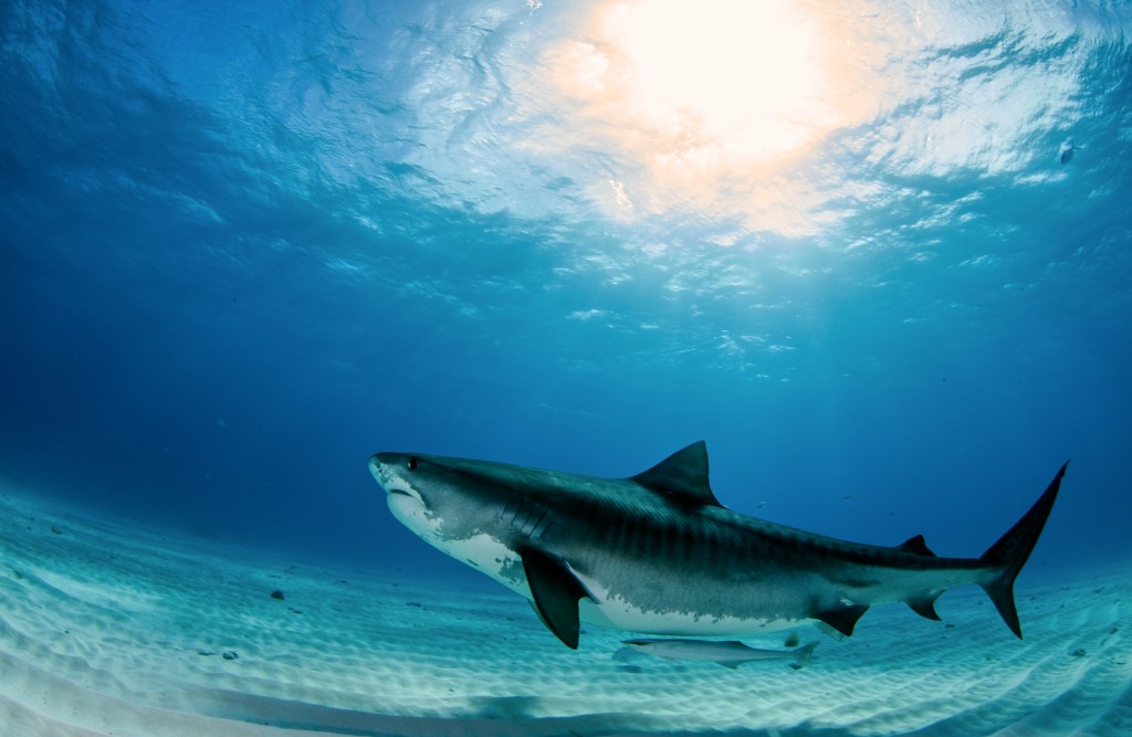 Ways to Save Sharks – The Dangerous Species in Ocean