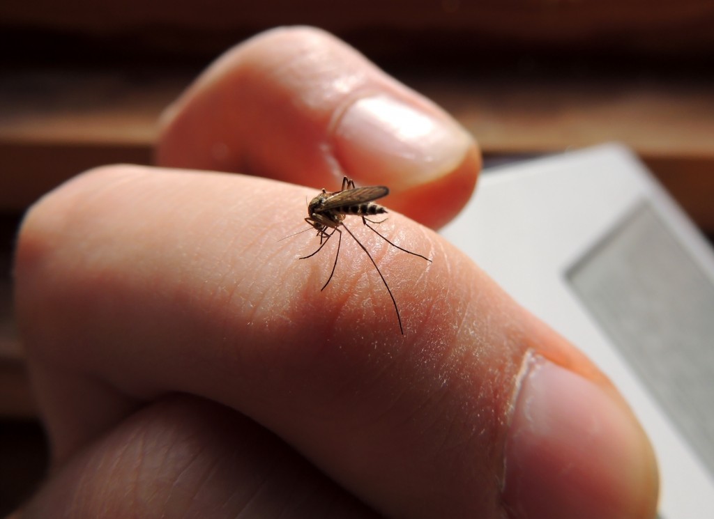 9 Best Ways to Stop Itchy and Reddish Mosquitoes Bites